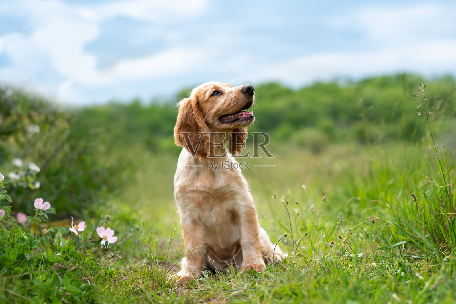 夏天，在一个阳光明媚的日子里，一只迷人的红色西班牙猎犬小狗坐在绿色草地的背景下微笑。俄罗斯猎犬品种的猎犬。有选择性的重点。软的焦点。照片摄影图片