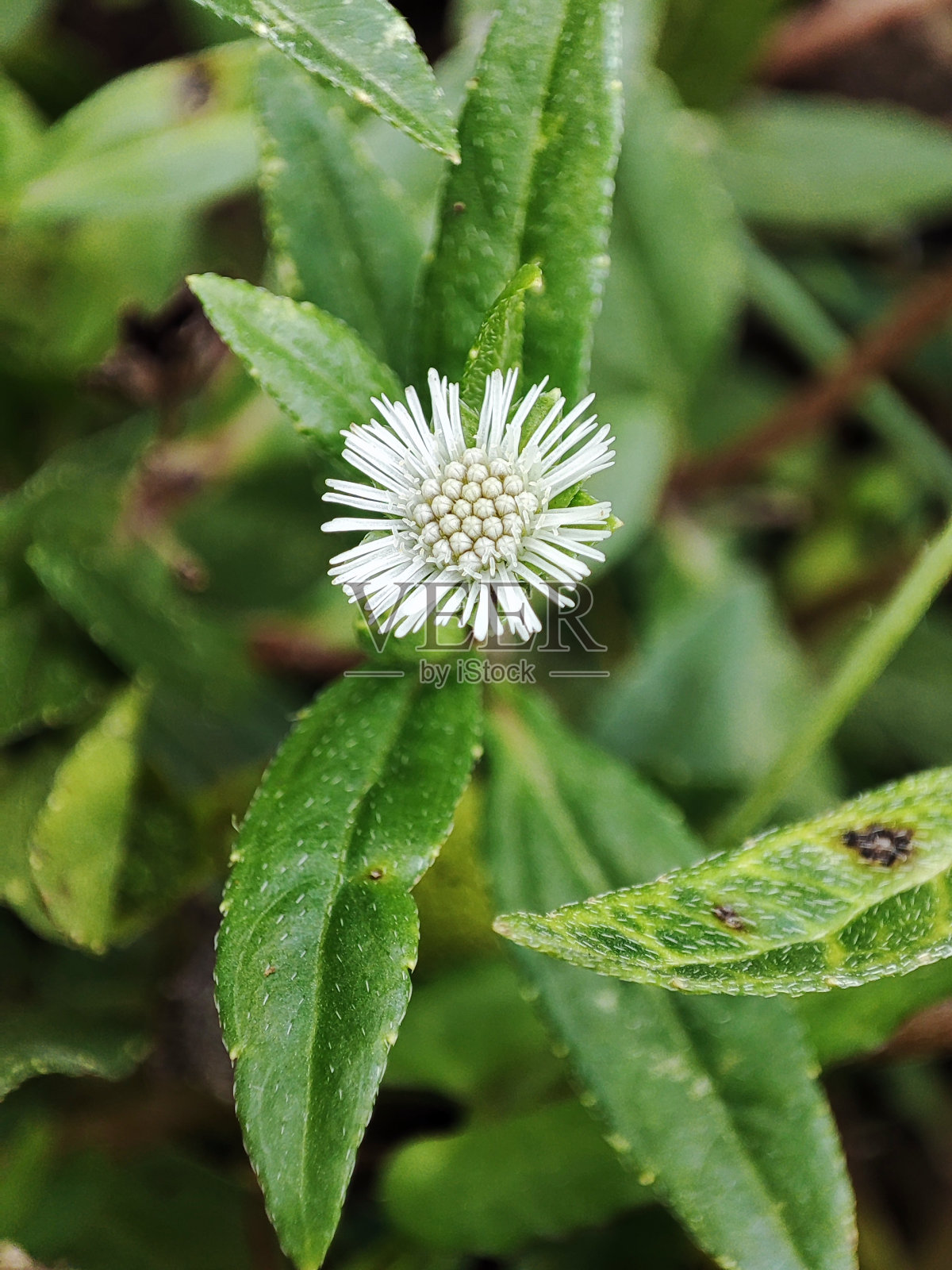 草本植物月食草照片摄影图片