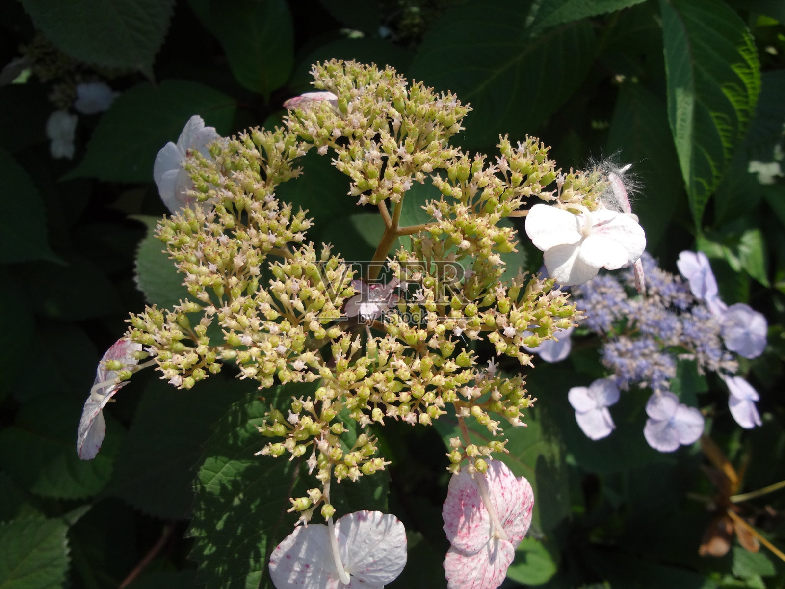 2013年7月6日，纽约植物园照片摄影图片