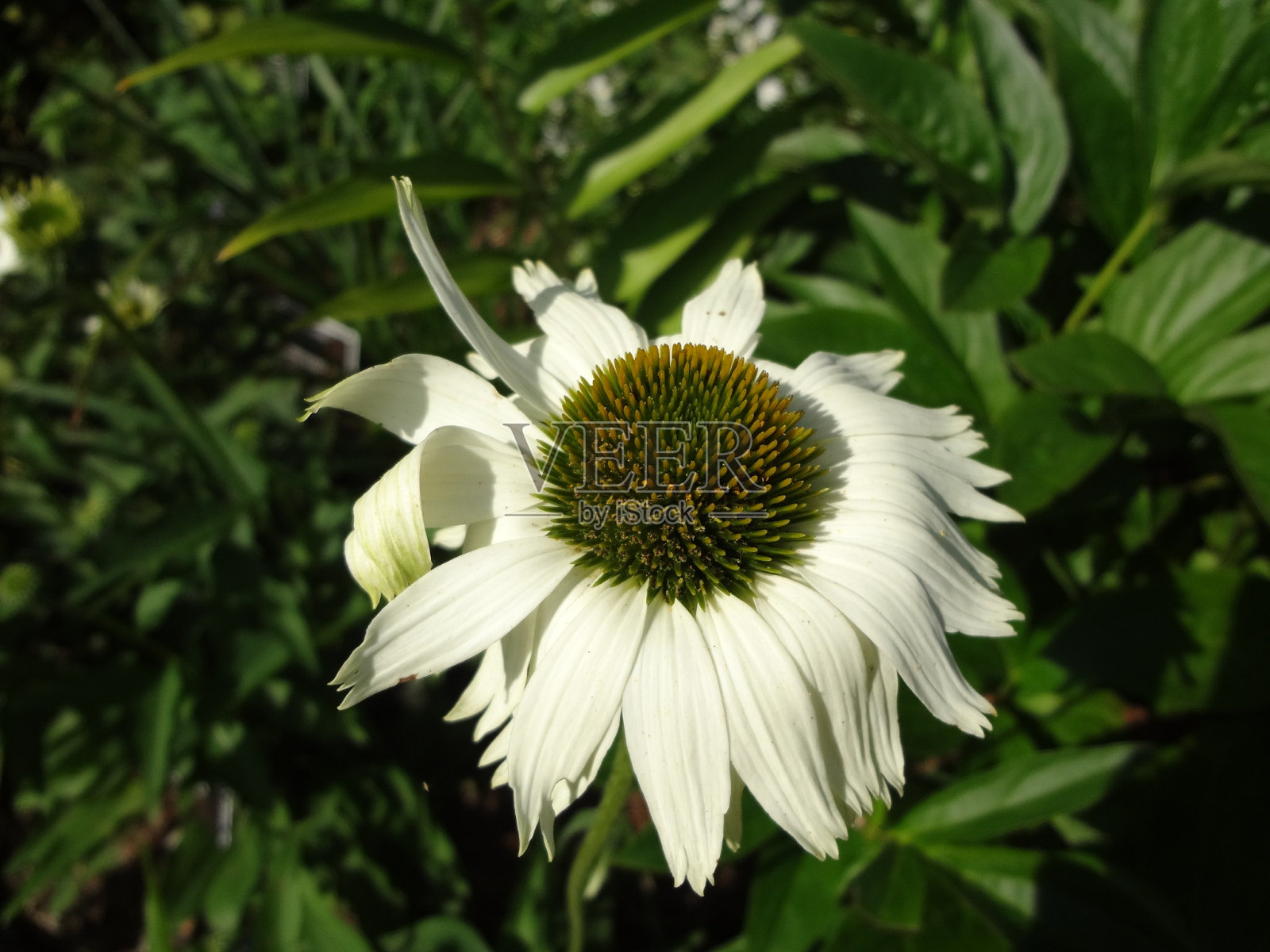 2013年7月6日，纽约植物园照片摄影图片