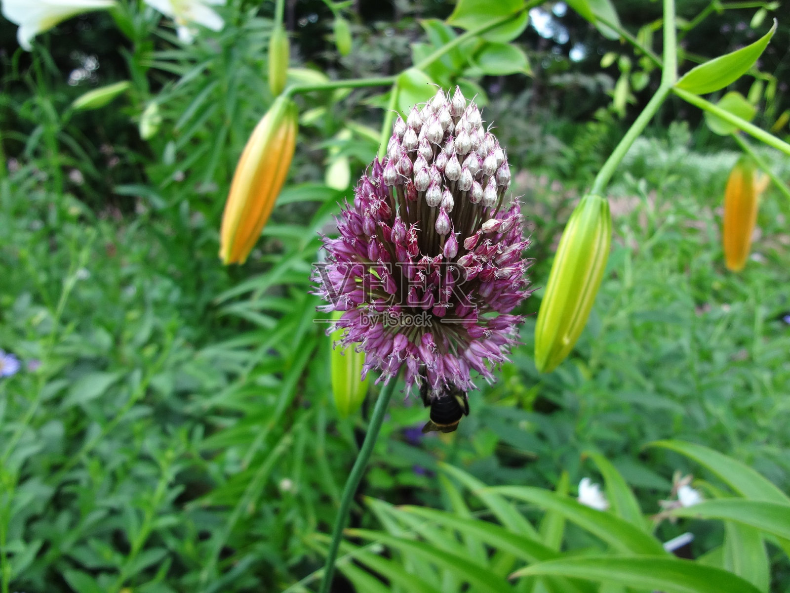 2013年7月6日，纽约植物园照片摄影图片