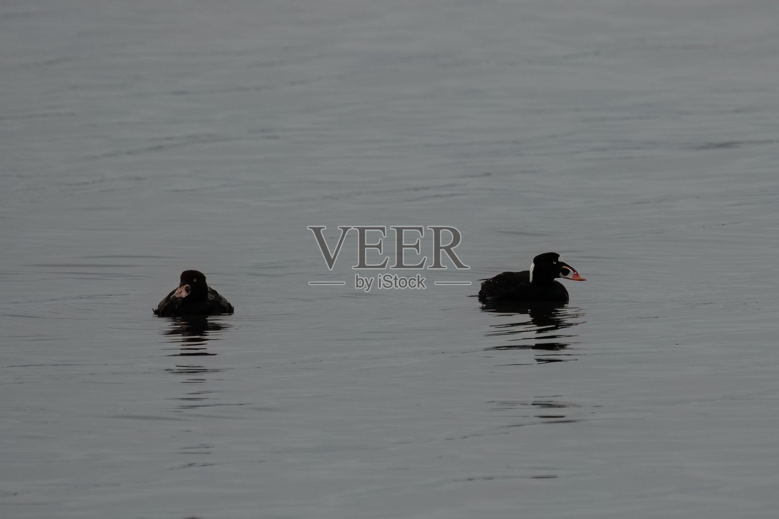 一对男女冲浪队员。照片摄影图片