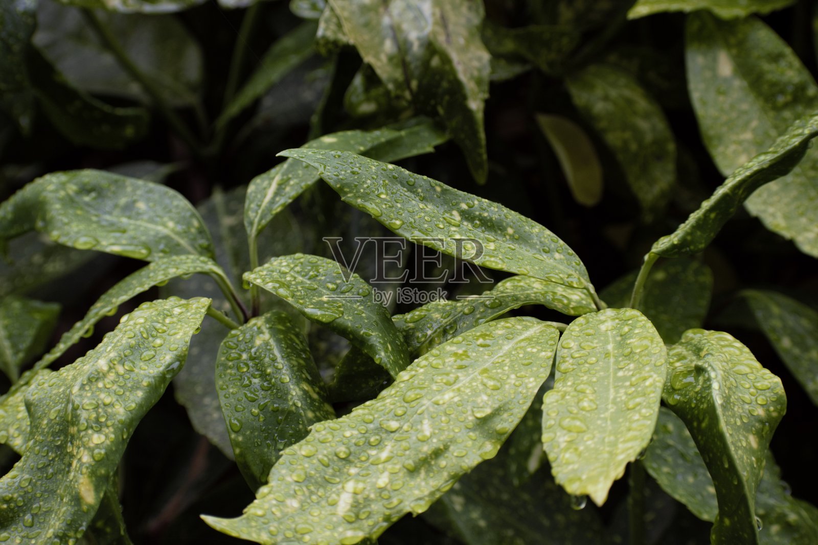 绿色杂色植物上的雨滴照片摄影图片