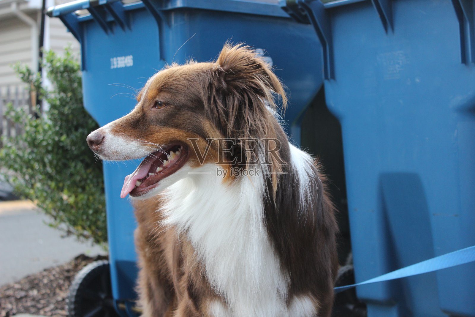 澳大利亚牧羊犬照片摄影图片
