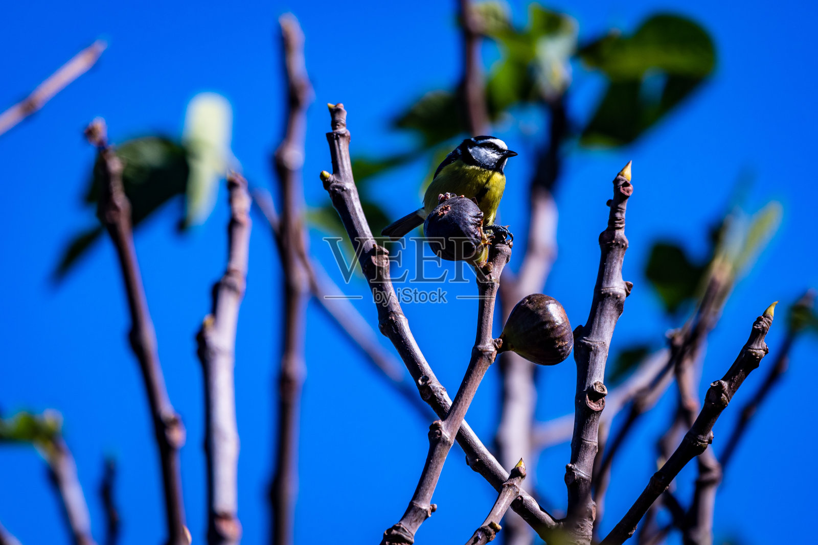 鸟儿正在吃无花果树的果实。照片摄影图片