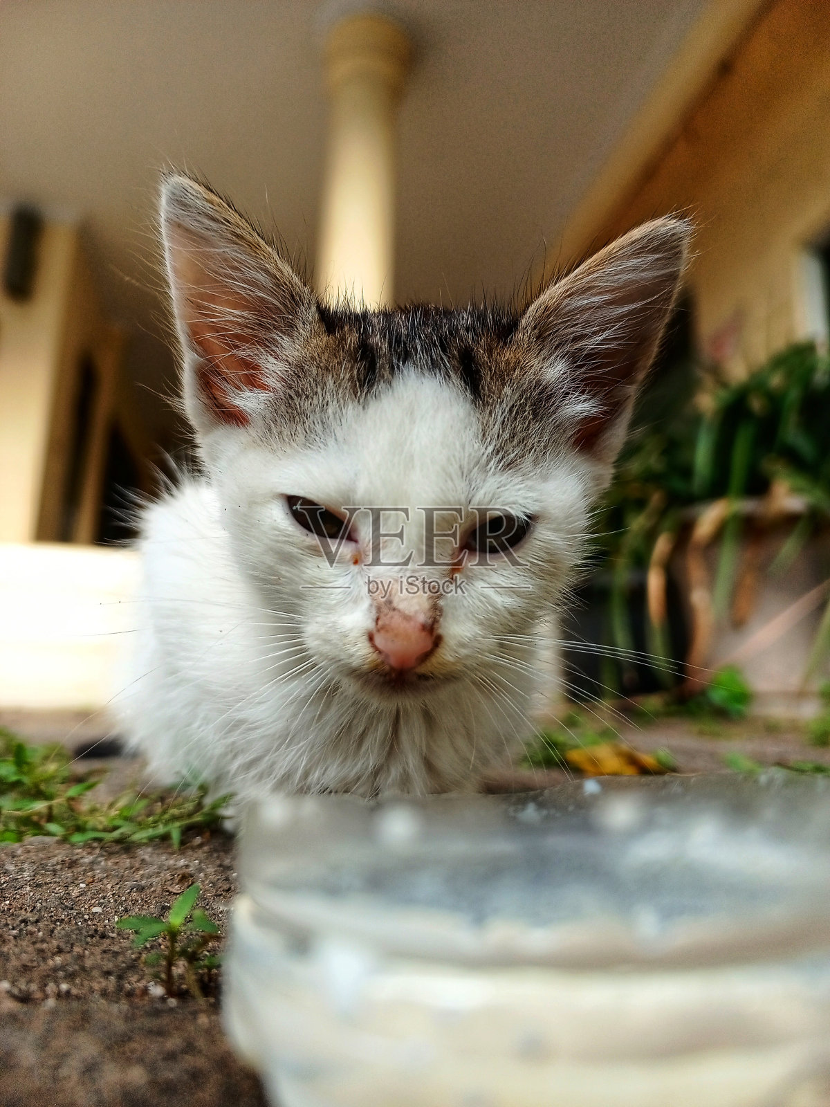 这只白毛小猫一边看着镜头，一边喝完塑料容器里的牛奶照片摄影图片