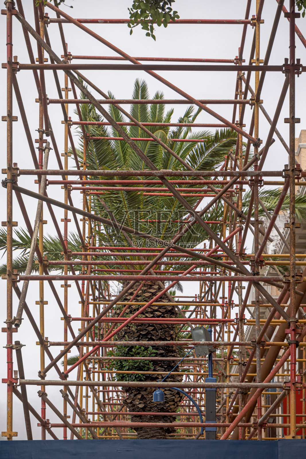 脚手架上的棕榈树照片摄影图片