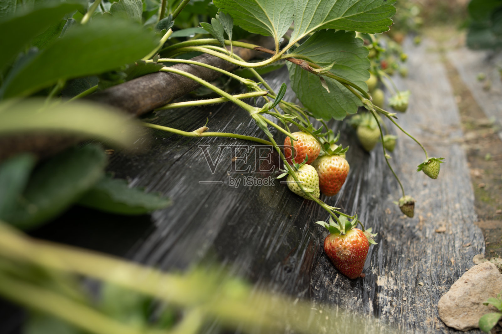 田野里的草莓照片摄影图片