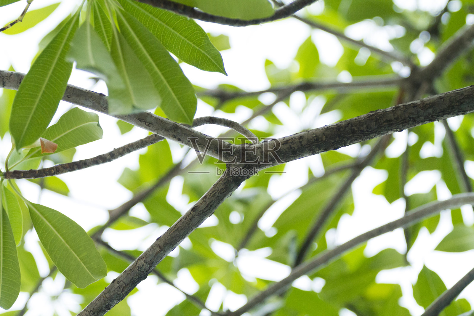 热带小树枝下照片摄影图片