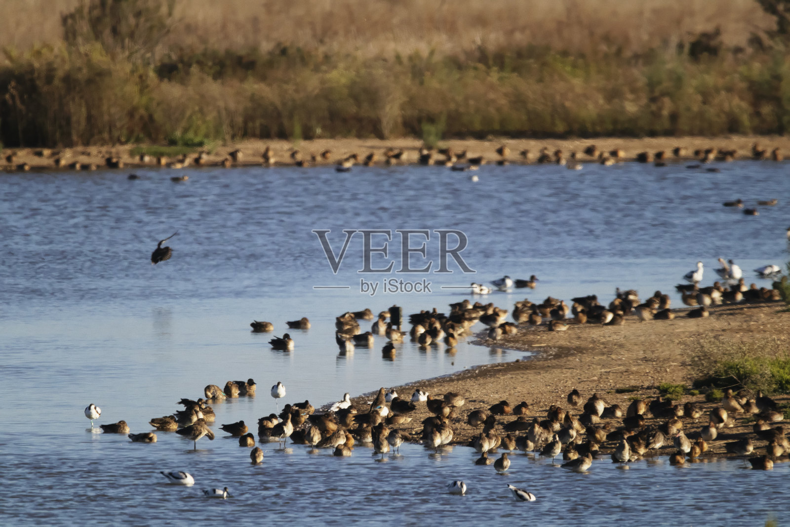 湖上的鸟照片摄影图片