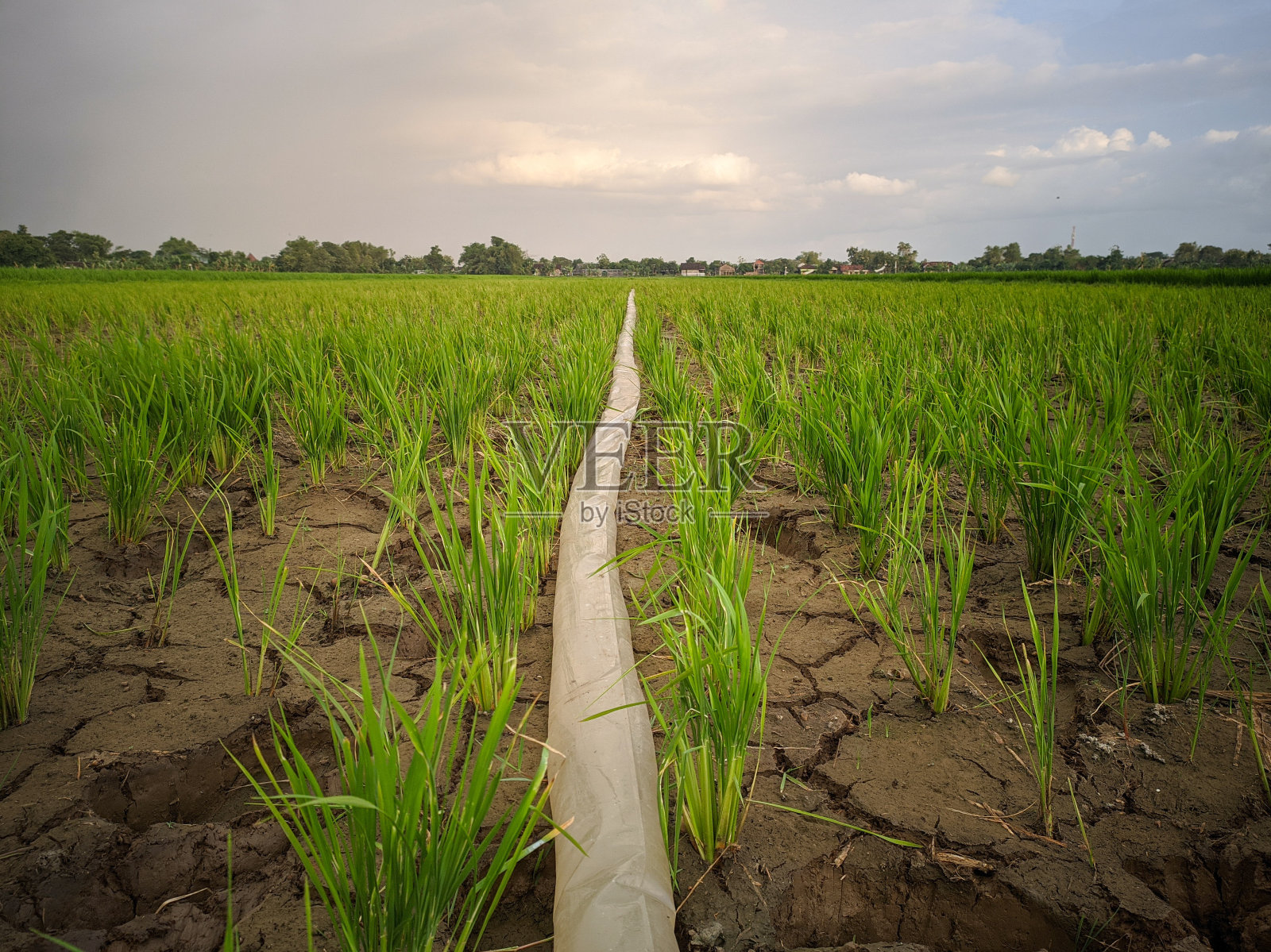 稻田干旱照片摄影图片