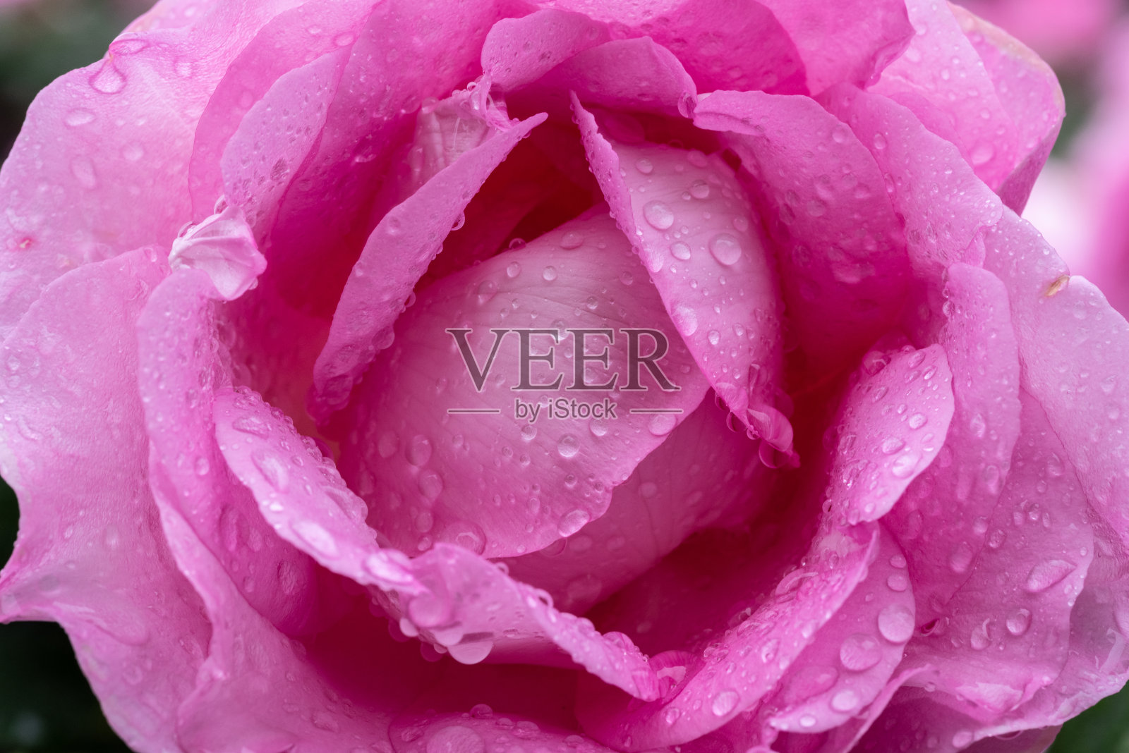 粉红色的玫瑰花被雨水淋湿照片摄影图片