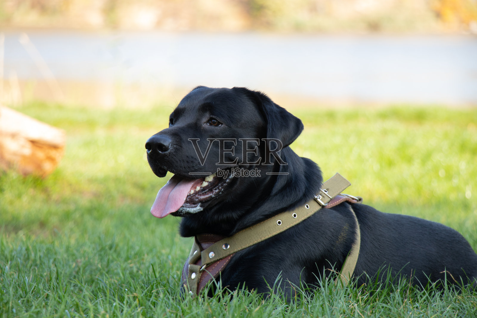 成年黑色拉布拉多犬在公园散步在乌克兰的春天期间照片摄影图片