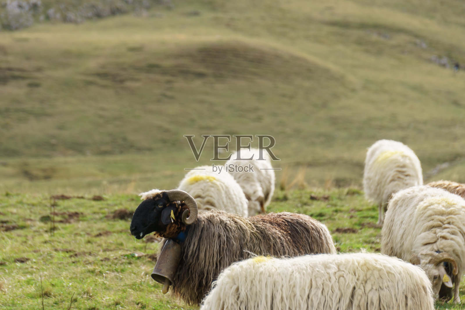 法国新阿基坦比利牛斯山，脖子上挂着铃铛的黑羊照片摄影图片