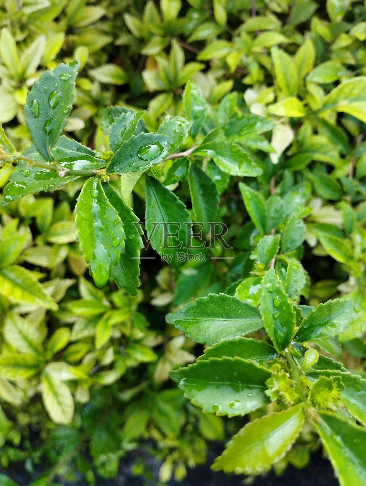 金合欢树叶或茶叶照片摄影图片