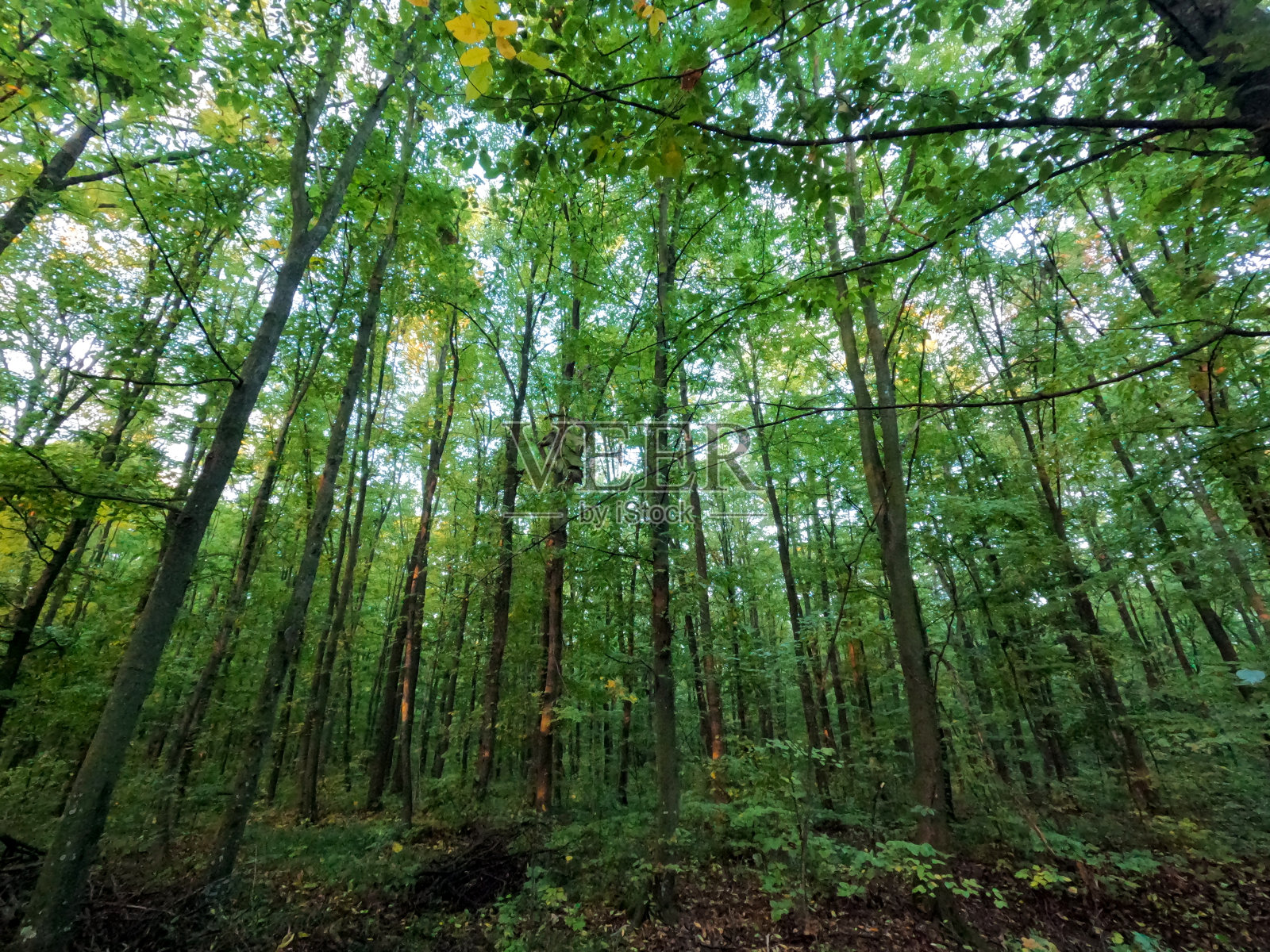 春天，绿色美丽的森林。沉重的小树。照片摄影图片