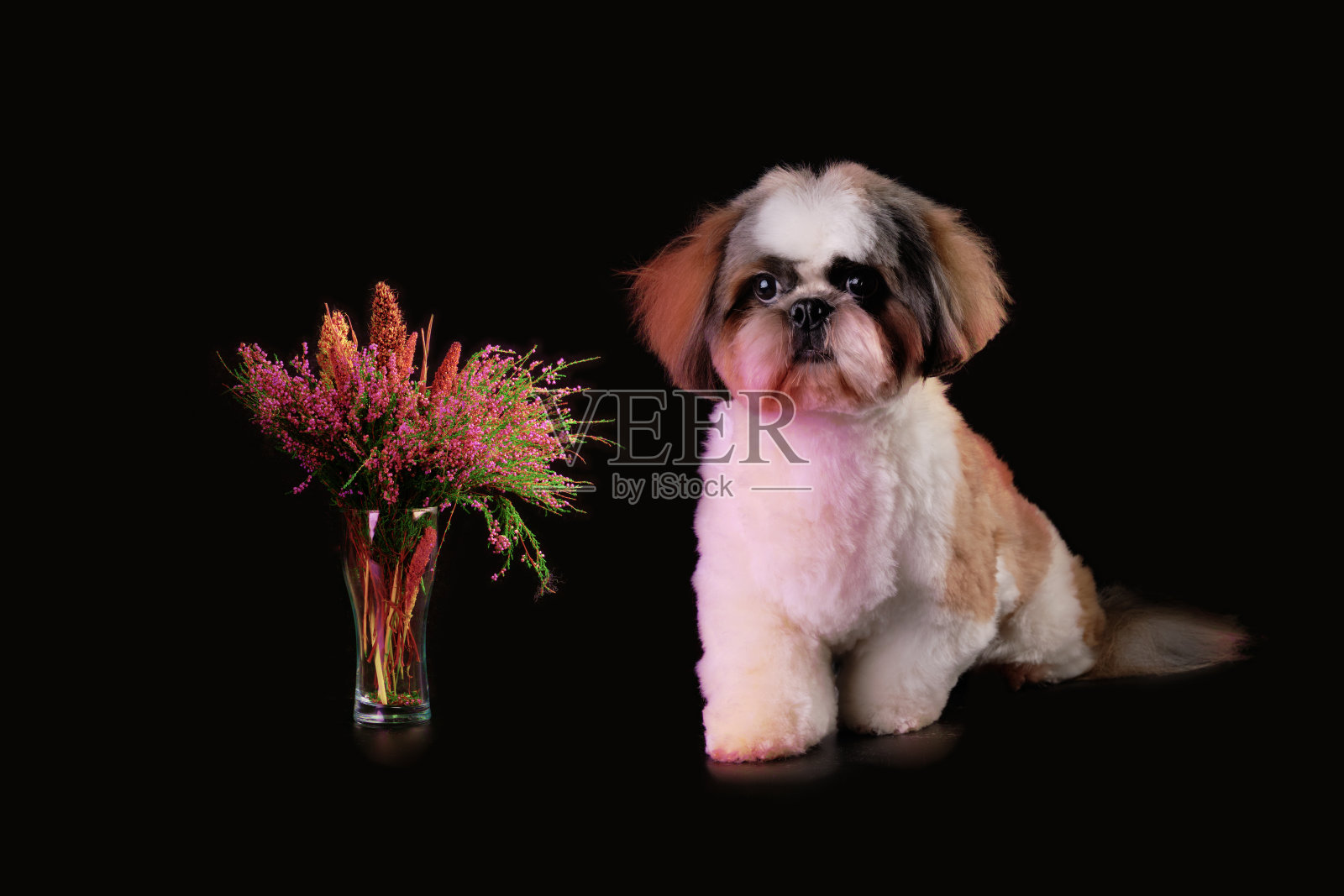 石子的狗站在一束黑色背景的装饰花旁照片摄影图片