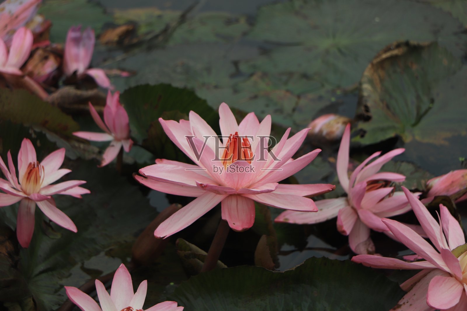 池塘水中的睡莲或荷花照片摄影图片