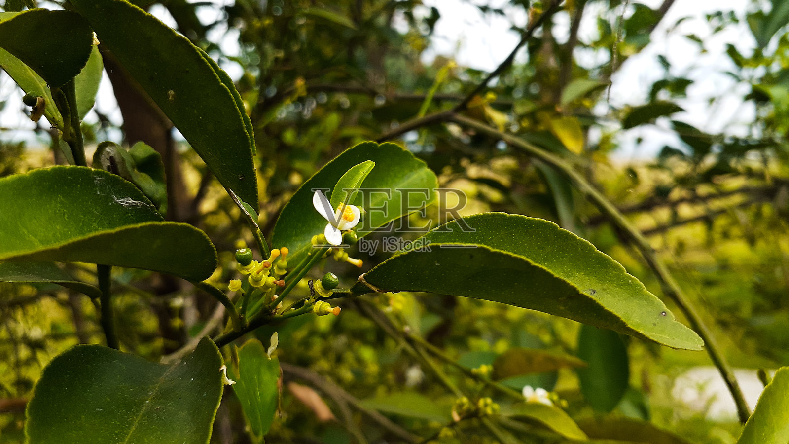 下午，花园里的青柠树开花结果照片摄影图片