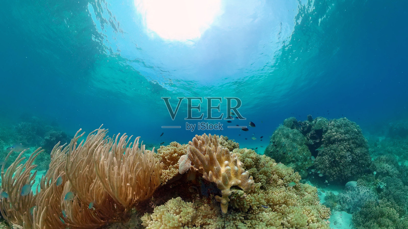 珊瑚礁和热带鱼。菲律宾。照片摄影图片