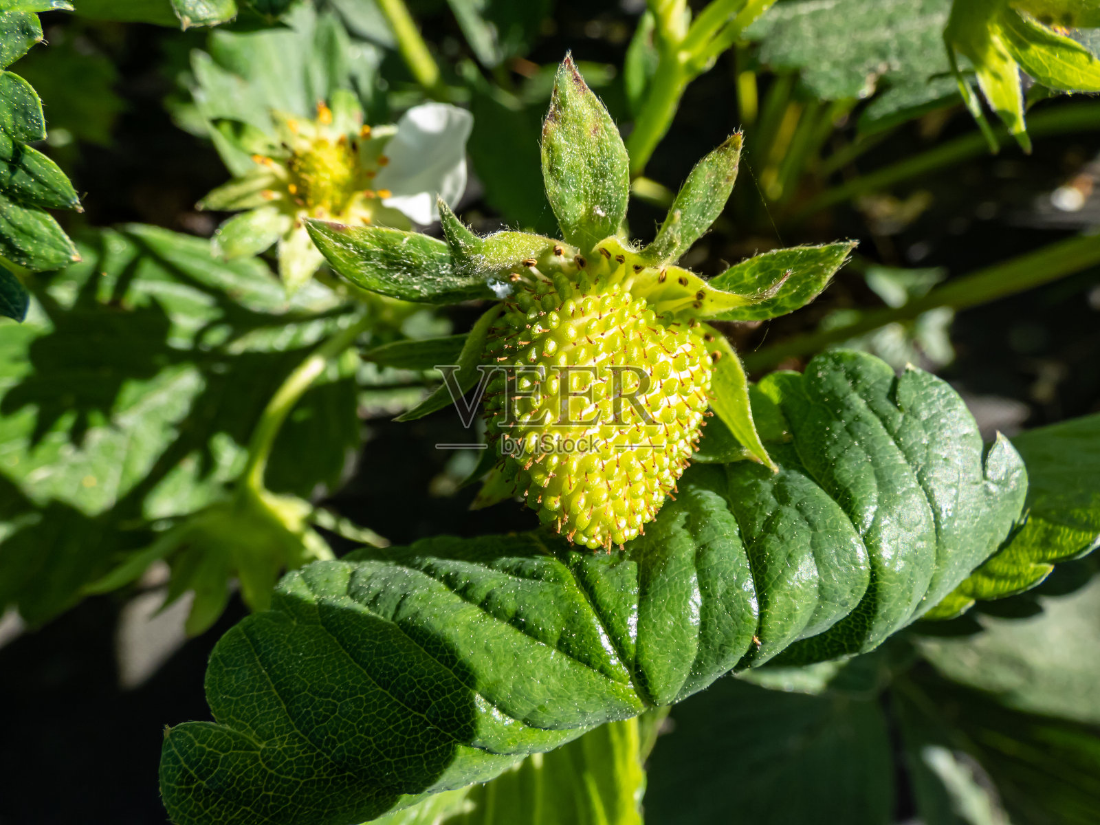 小的，未成熟的，绿色草莓果实在花园开花后开始形成，周围有叶子照片摄影图片