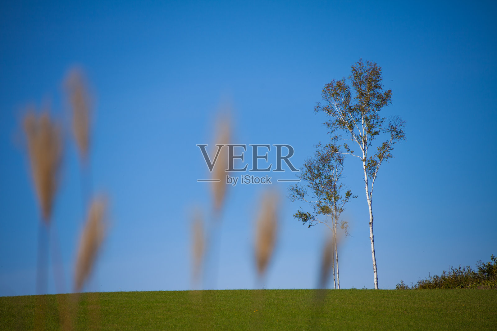 一棵白桦树长向蓝天照片摄影图片