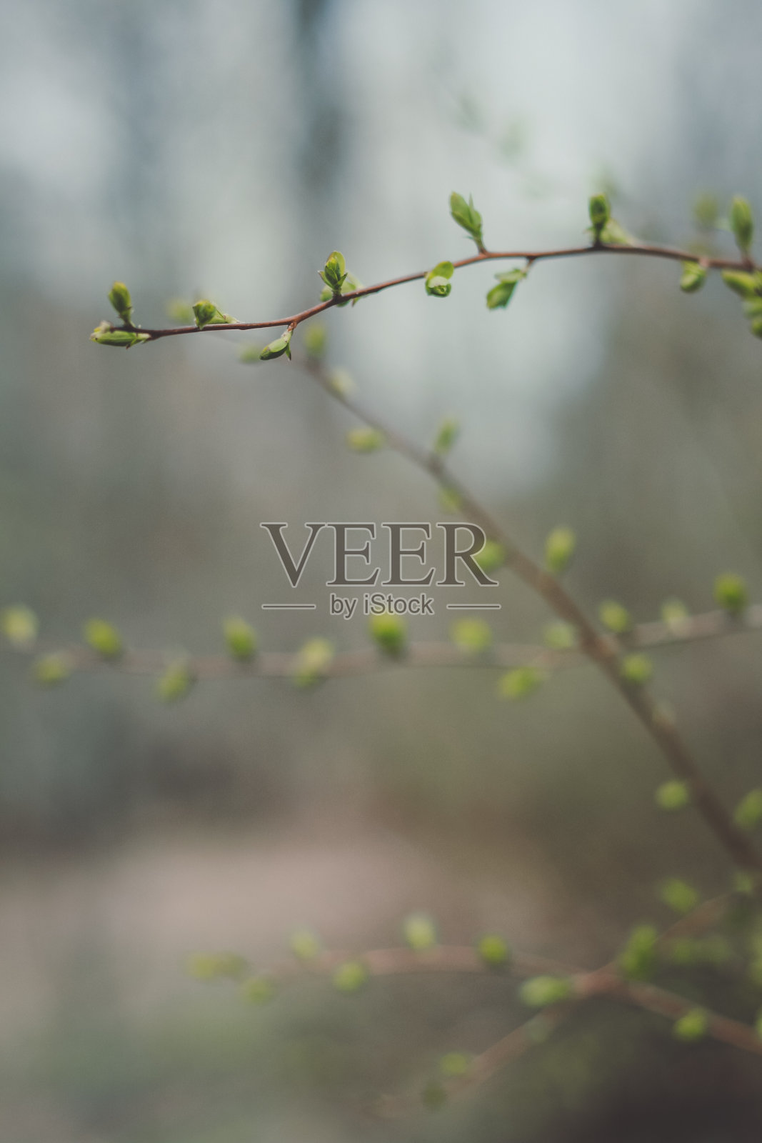 接近树与早春芽概念照片照片摄影图片