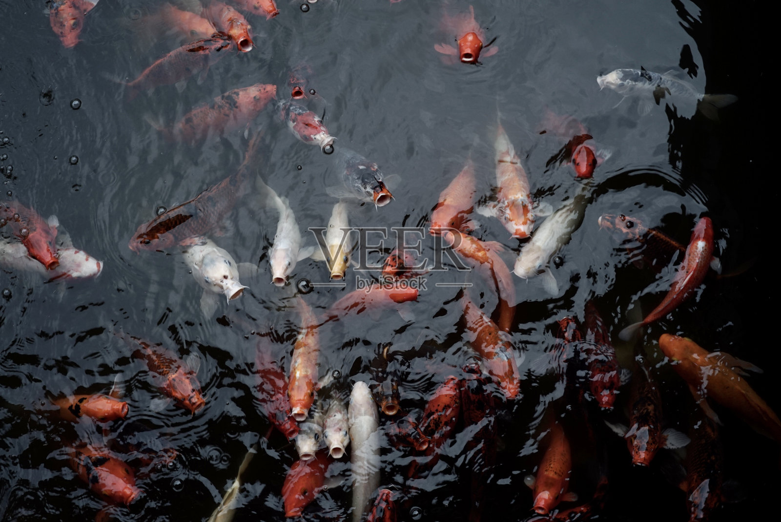 锦鲤鱼照片摄影图片