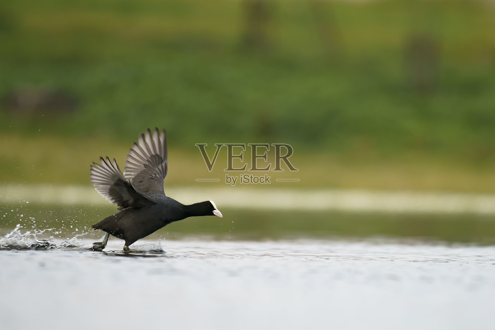 欧亚傻瓜照片摄影图片