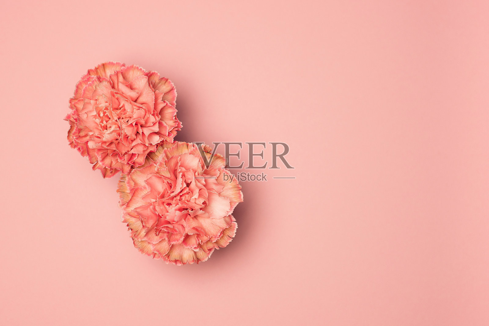 Сarnation in the shape of the number 8 on a pink background. International Women's Day.照片摄影图片