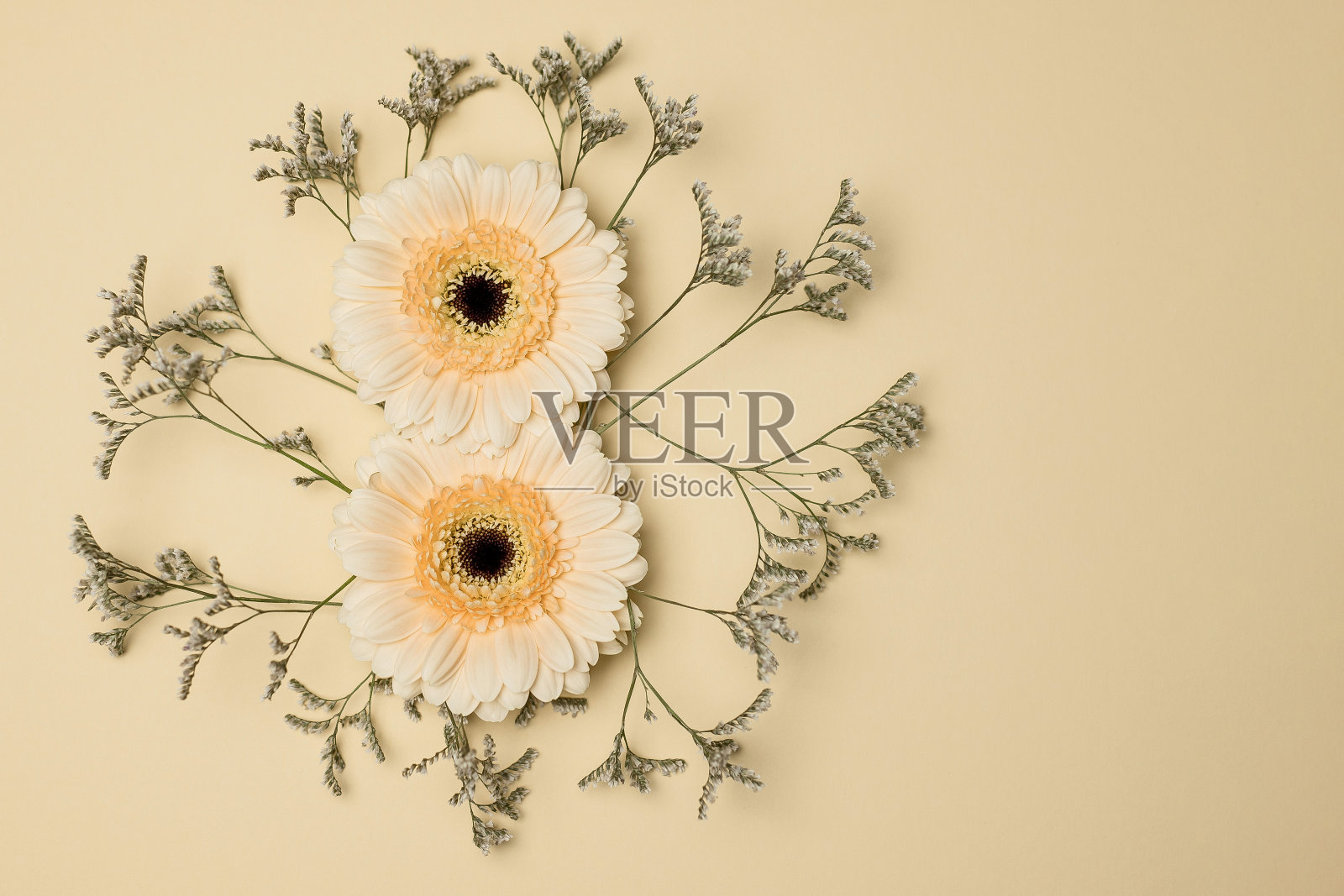 8号是用非洲菊做的，背景是米色的，是平面的，有文字空间。国际妇女节。照片摄影图片