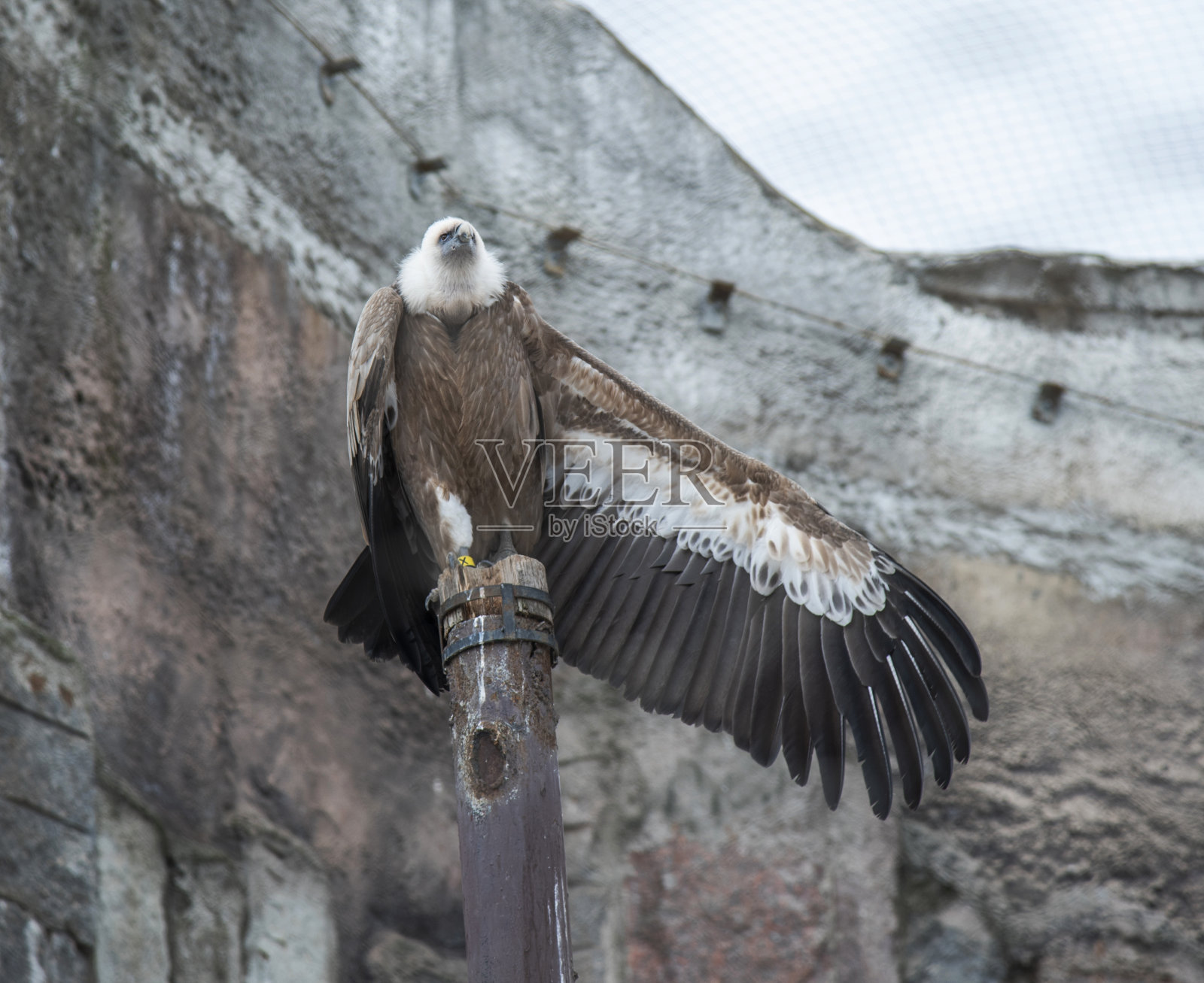 秃鹰栖息在树上，动物园照片摄影图片