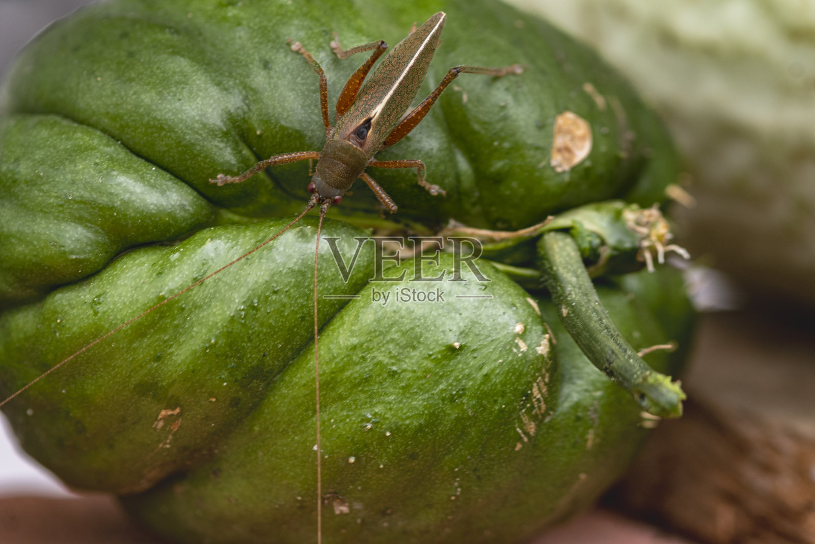 蚱蜢在青椒上。特写镜头。照片摄影图片