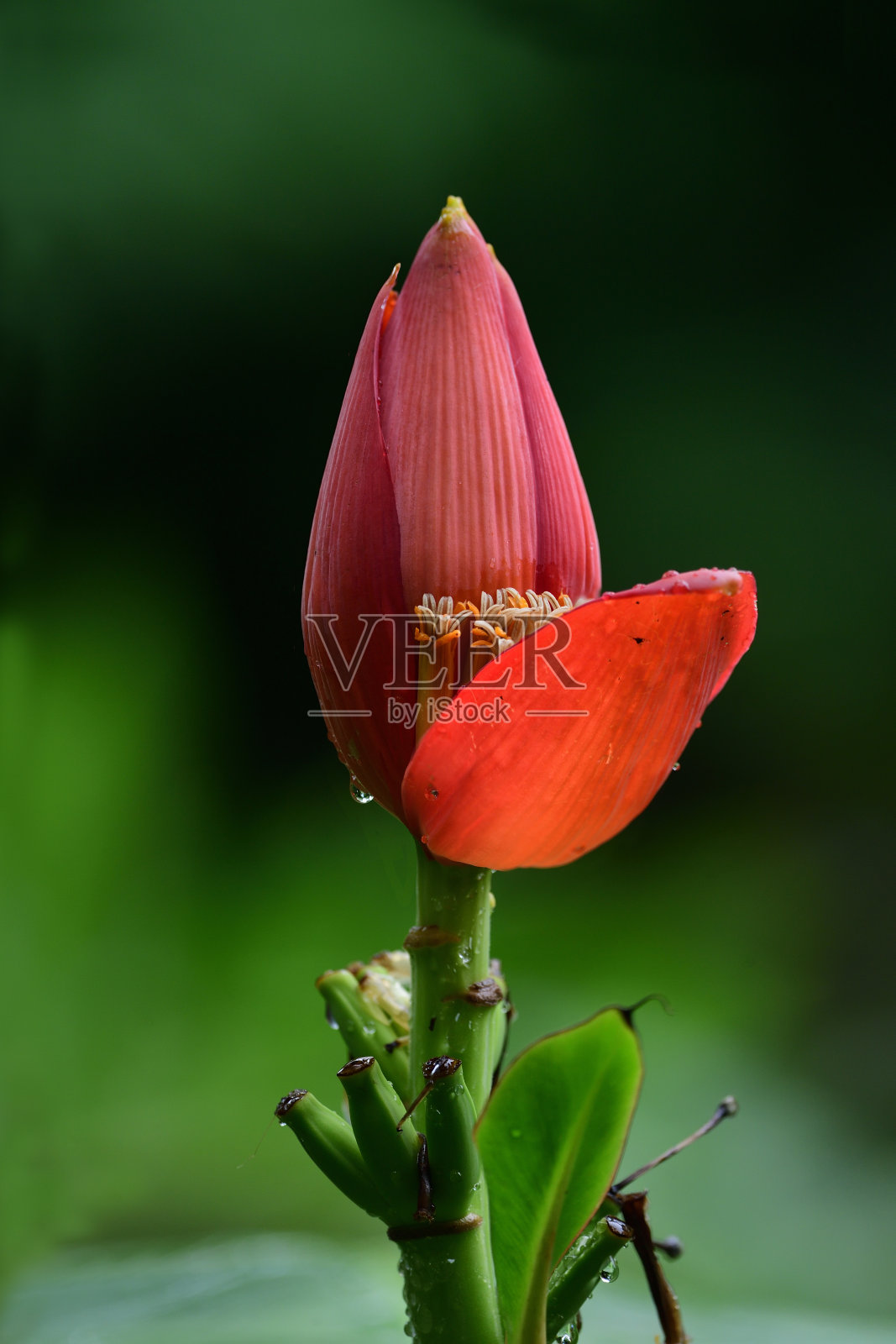 粉红花香蕉照片摄影图片