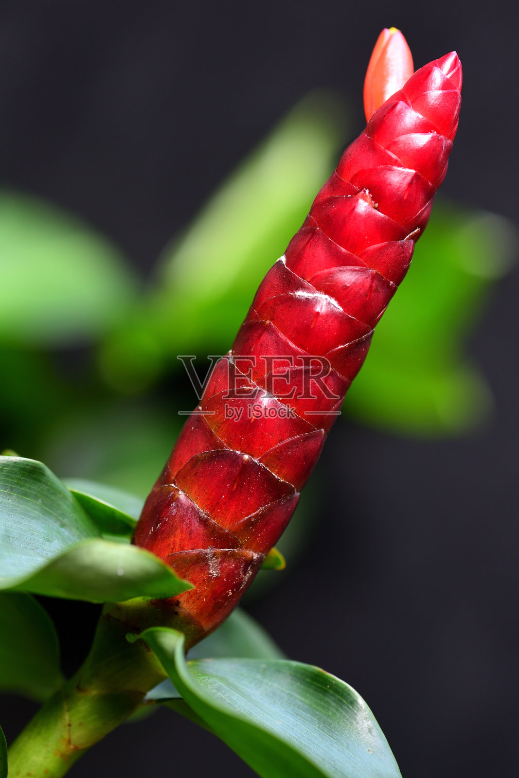 姜照片摄影图片