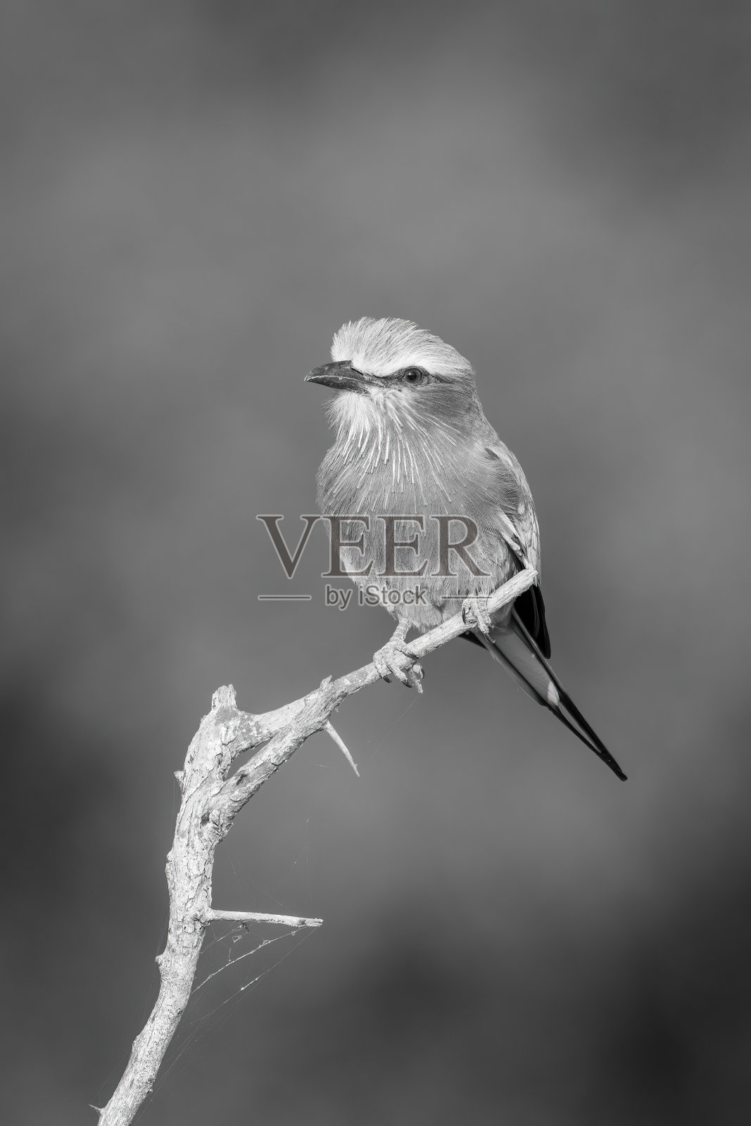 单色淡紫色胸前滚轮眼相机从分支照片摄影图片