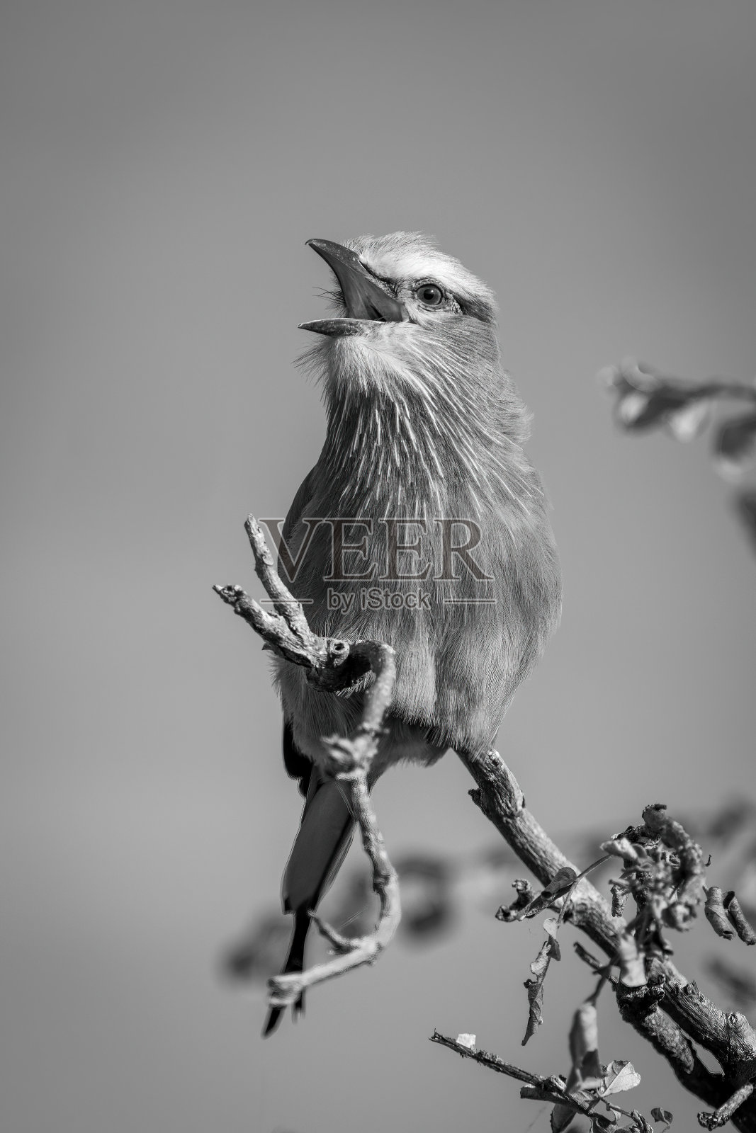 单瓣紫丁香胸脯辊在分支开口喙照片摄影图片