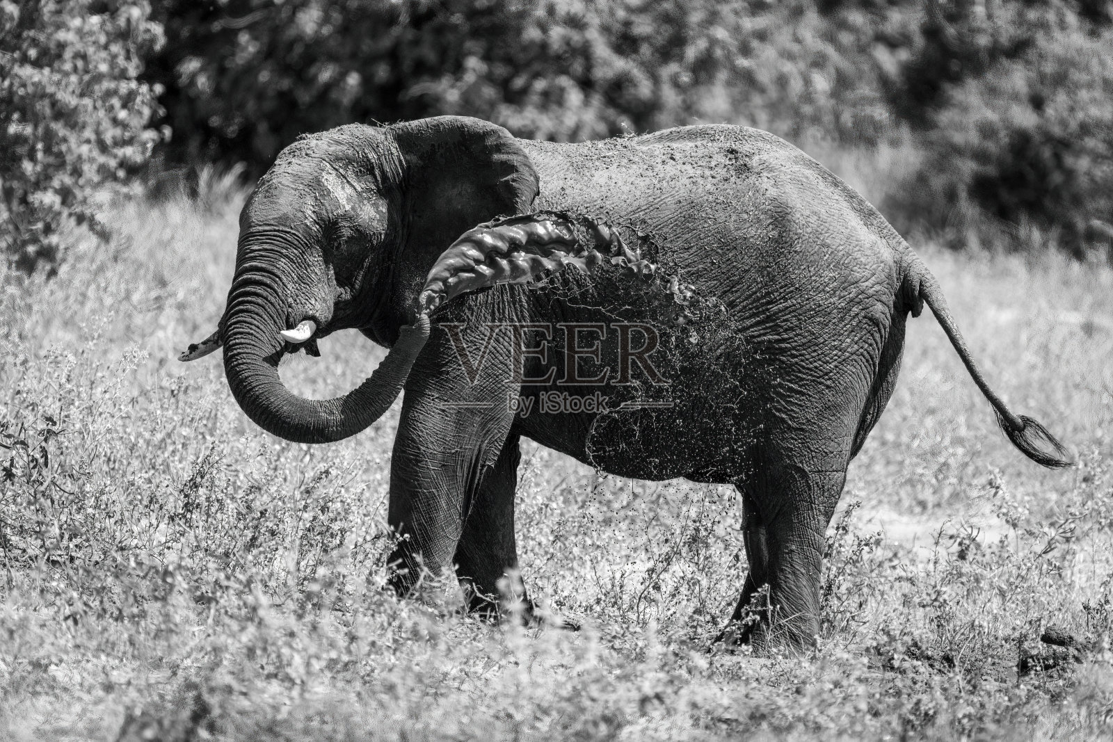 一只非洲象把泥扔在侧翼照片摄影图片