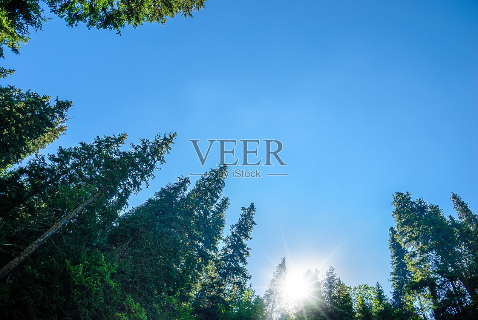 健康的绿色树木在森林的老云杉，冷杉和松树在荒野的国家公园。可持续产业、生态系统和健康环境的概念和背景照片摄影图片