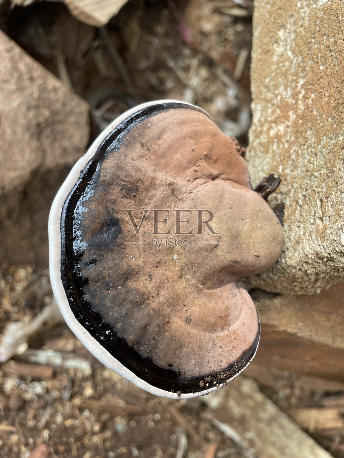 模具照片摄影图片