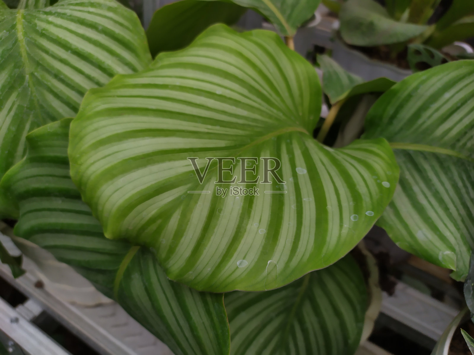 圆叶苜蓿照片摄影图片