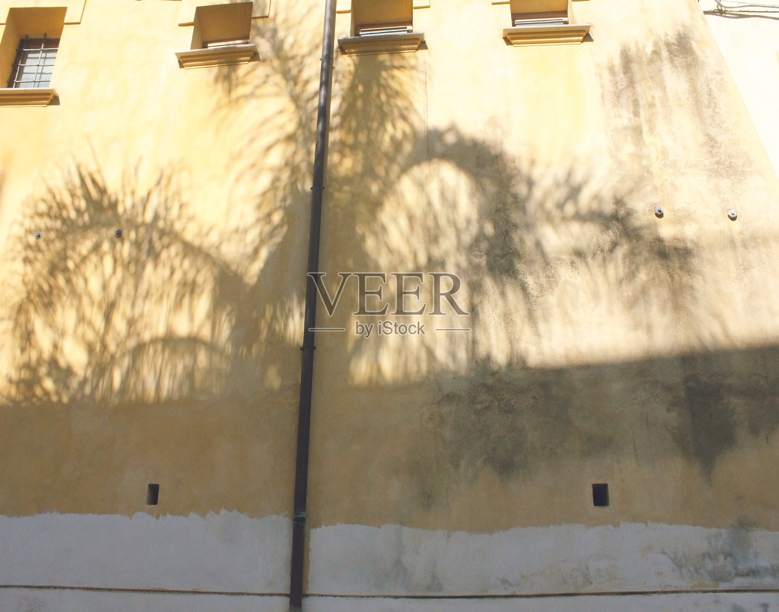 棕榈树阴影照片摄影图片