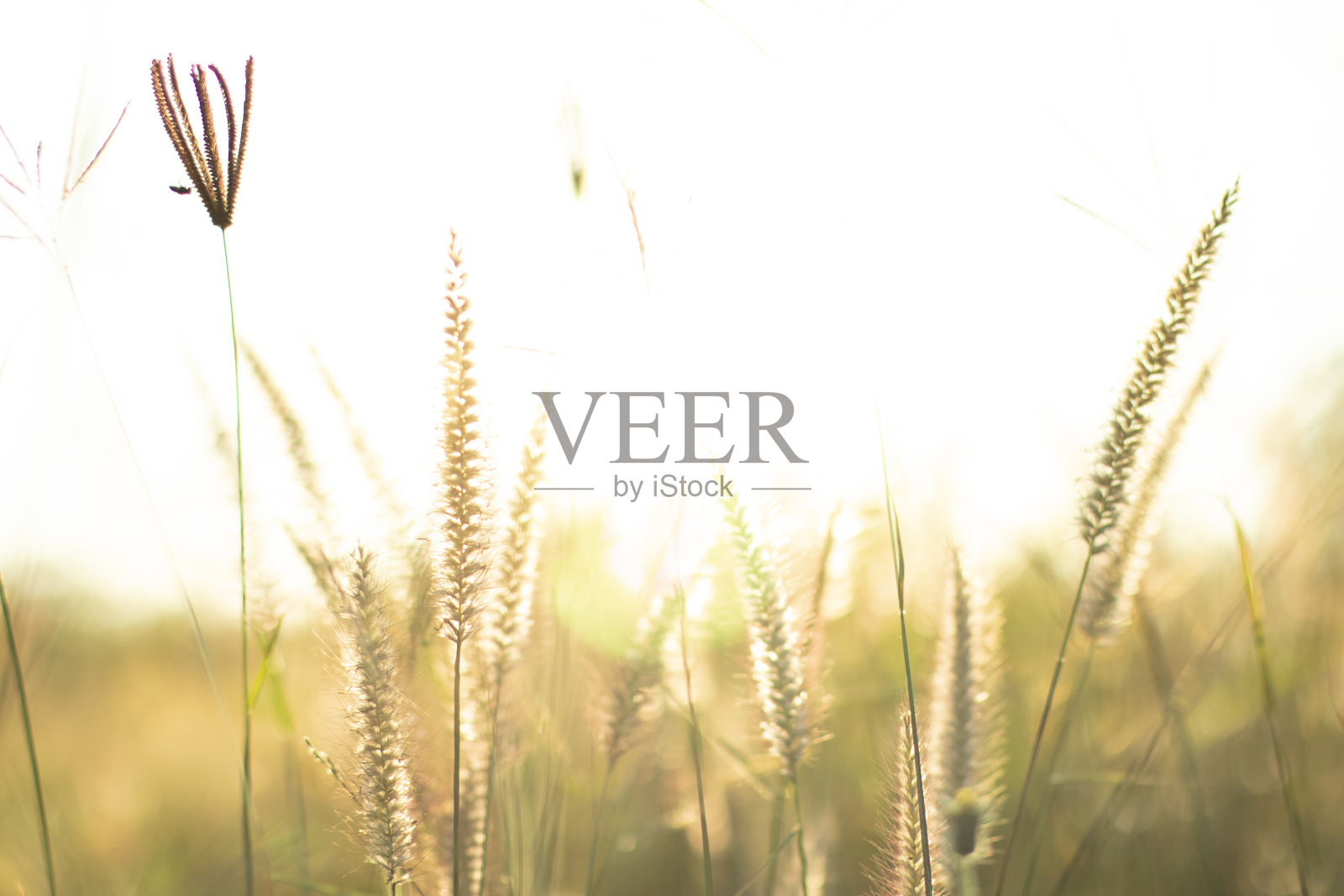 田野里的草花在傍晚的夕阳中伴着太阳的耀斑。照片摄影图片