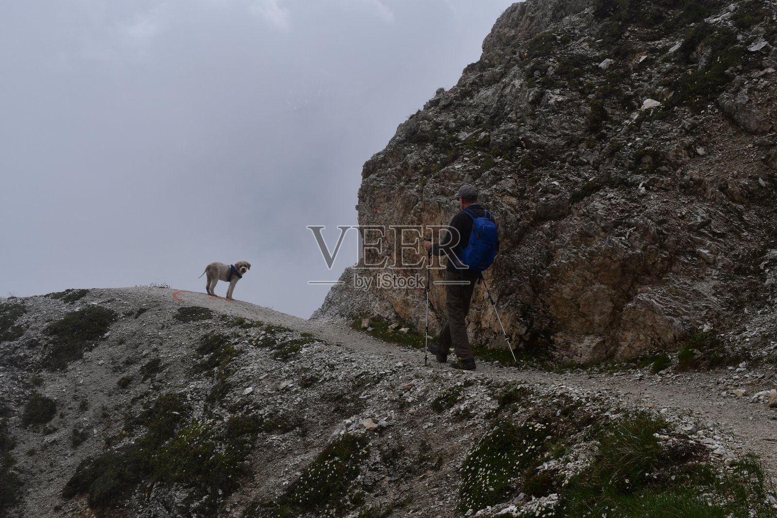 一名男子和他的Lagotto Romagnolo狗在Stubai山谷徒步旅行照片摄影图片
