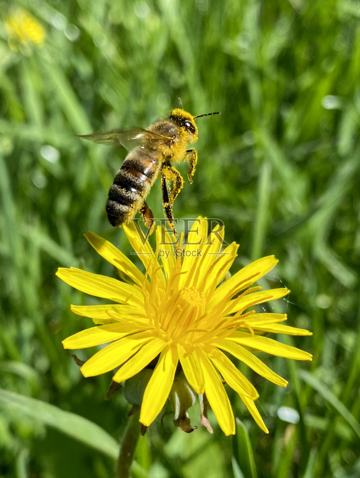 昆虫照片摄影图片