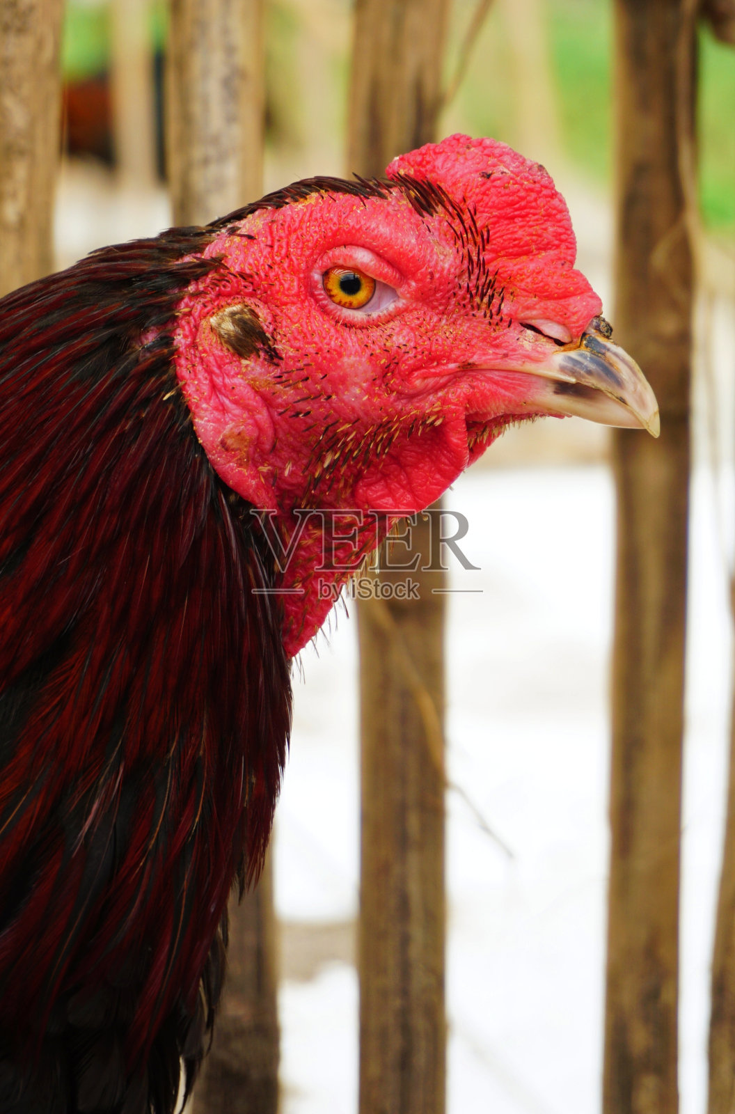 红公鸡照片摄影图片