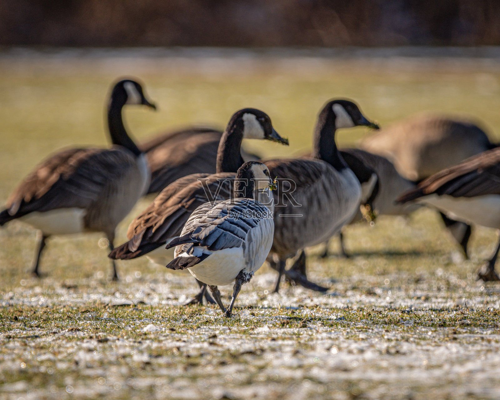 2022年12月，马萨诸塞州沃本，一只藤壶鹅和加拿大鹅在一起。照片摄影图片