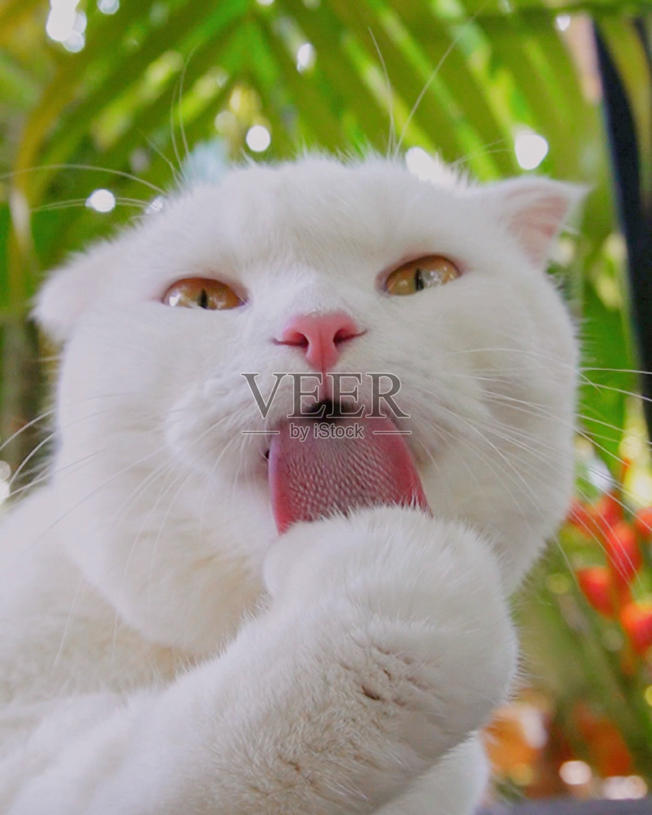 猫舔毛照片摄影图片