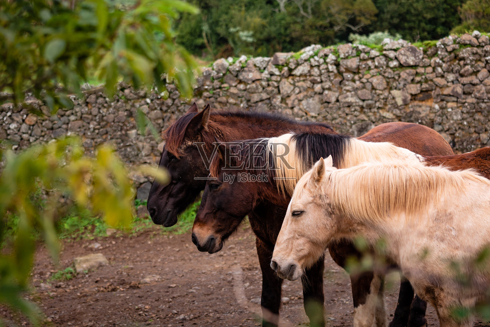 马在牧场上，在一起听，快乐的动物，葡萄牙卢西塔诺斯照片摄影图片
