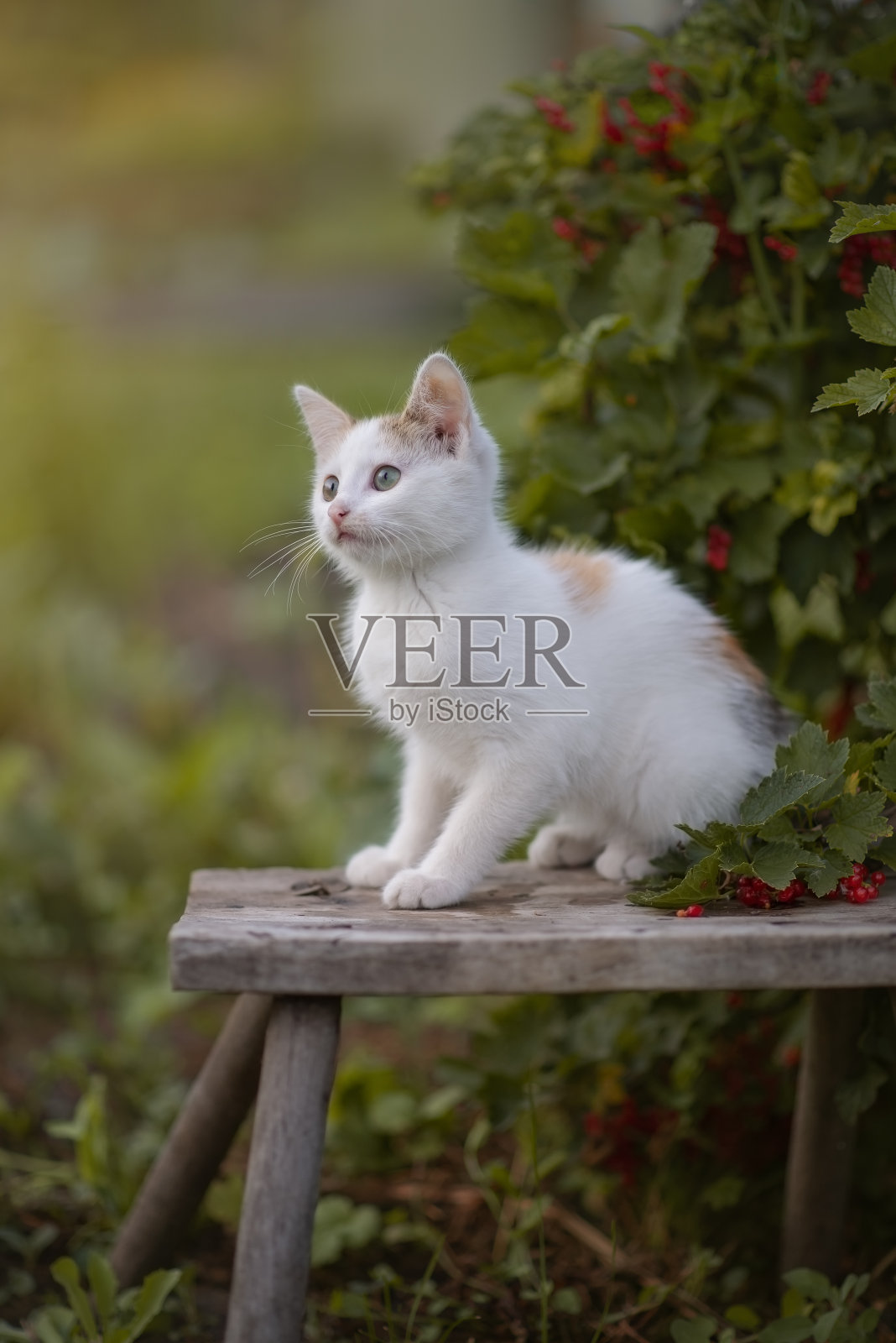 猫照片摄影图片